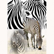 ZOO GREETING CARD Stripes